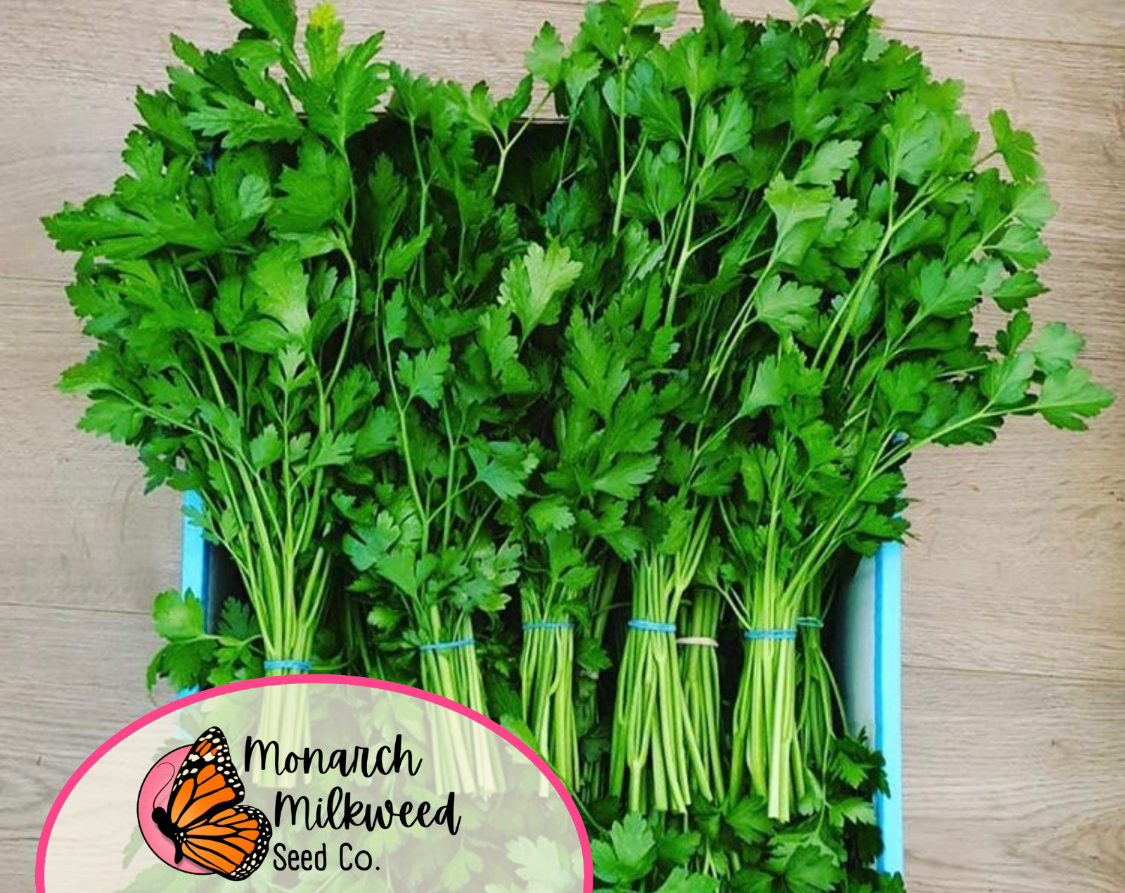 3500+ Italian Parsley Seeds | Culinary Herb Garden Plant Seed Packet, USA