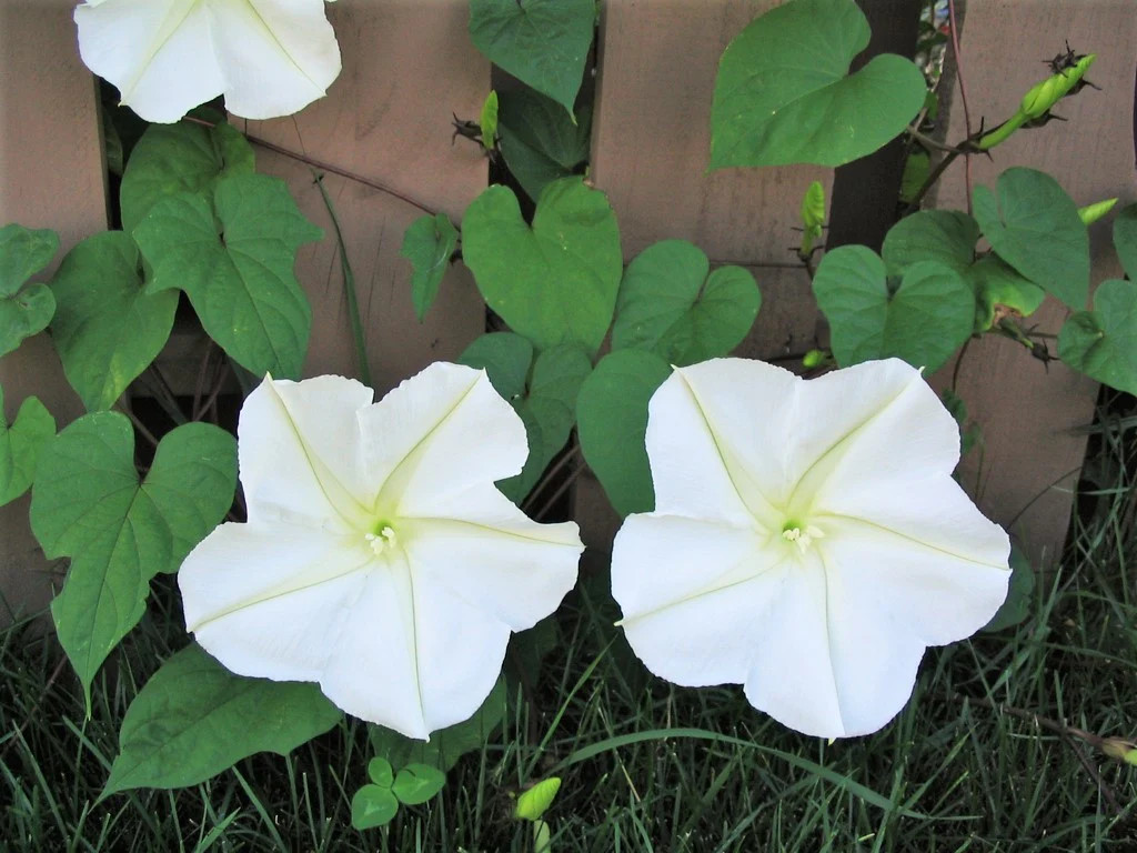 Moonflower Seeds | Huge Tropical White Night Blooming Flower Seed I. Alba 2024