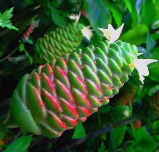 Pack 10 Shampoo Ginger Roots for Growing Perennial Garden, Awapuhi Zingiber