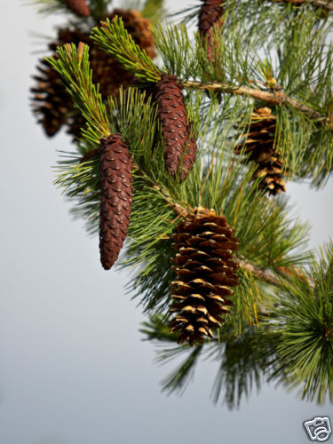 Western White Pine, Pinus monticola, Tree Seeds (Fast, Hardy, Fragrant, Bonsai)