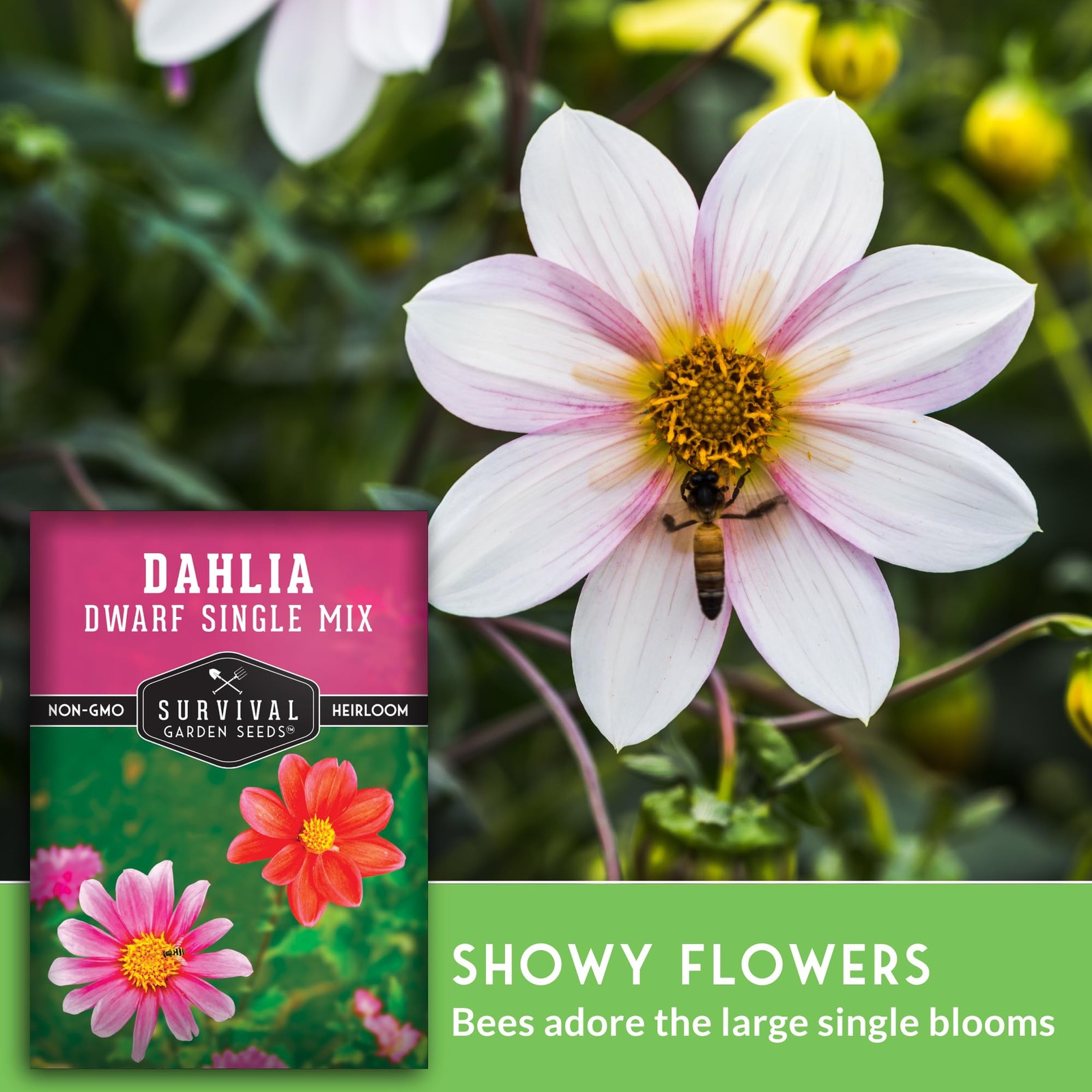 Dwarf Single Mix Dahlia Seeds for Planting – Compact Colorful Blooms for Beds…