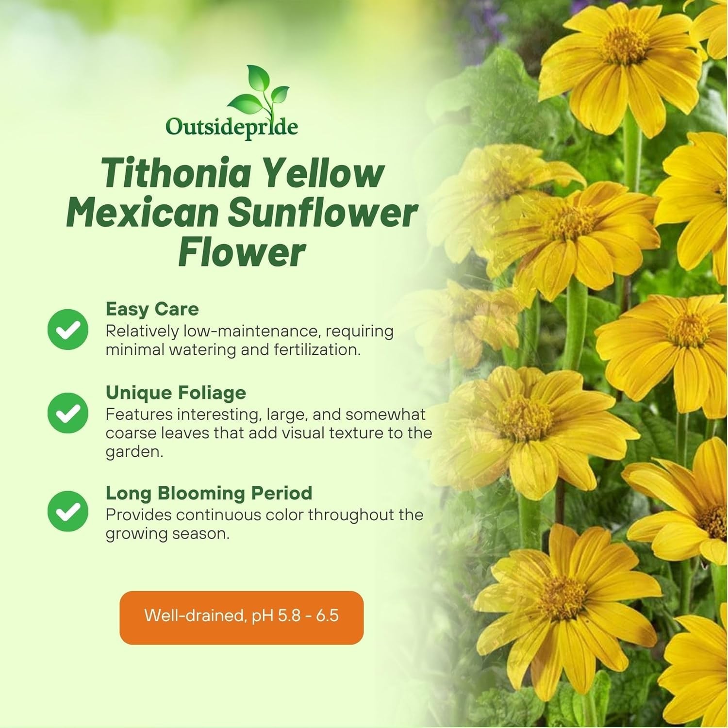 Yellow Torch Mexican Sunflower Seeds – 500 Pcs Annual, Easy-to-Grow, Yellow T…