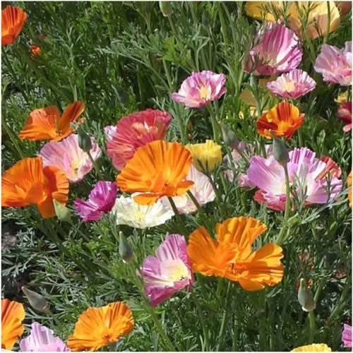 Ballerina Blend California Poppy Seeds For Planting (Eschscholzia californica)