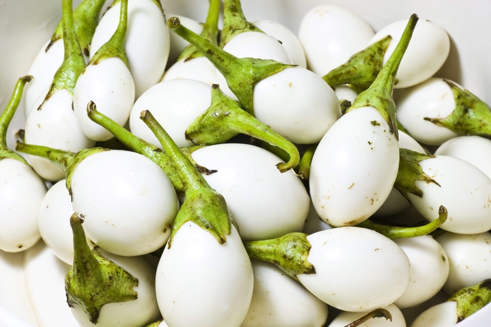 30 EASTER EGG PLANT Ornamental Easter Eggplant / Nest Egg Solanum Ovigerum Seeds