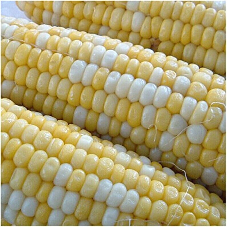Scarborough Seeds Bicolor Corn (Peaches And Cream) 25 Seeds NON-GMO USA