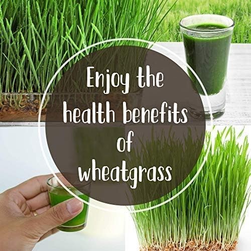 Organic Cat Grass Seeds – Non-GMO Wheatgrass, 12 oz Pet-Friendly Treat