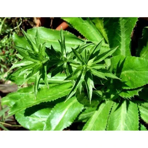 Recao, Culantro, Cilantro ancho, Mexican Coriander (Eryngium foetidum) Green
