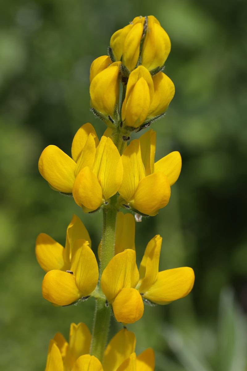 Yellow Lupine Seeds 25+ Lupinus Luteus Annual Flower DEER RESISTANT USA FREE S&H