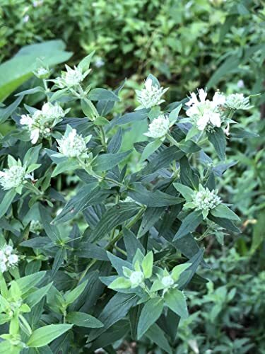 Mountain Mint Seeds (Pycnanthemum tenuifolium) 1000 Seeds (0.1 Grams)