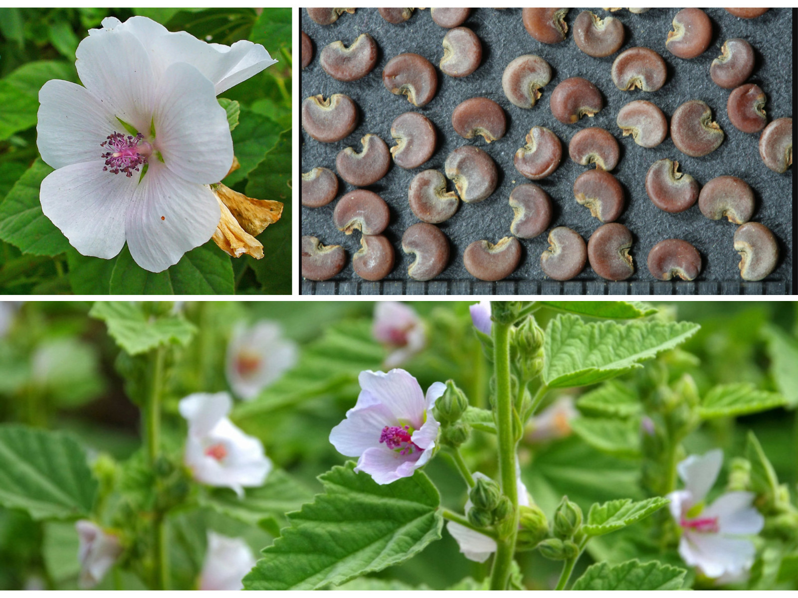 30 seeds| Marshmallow Flower Herb seeds #6002