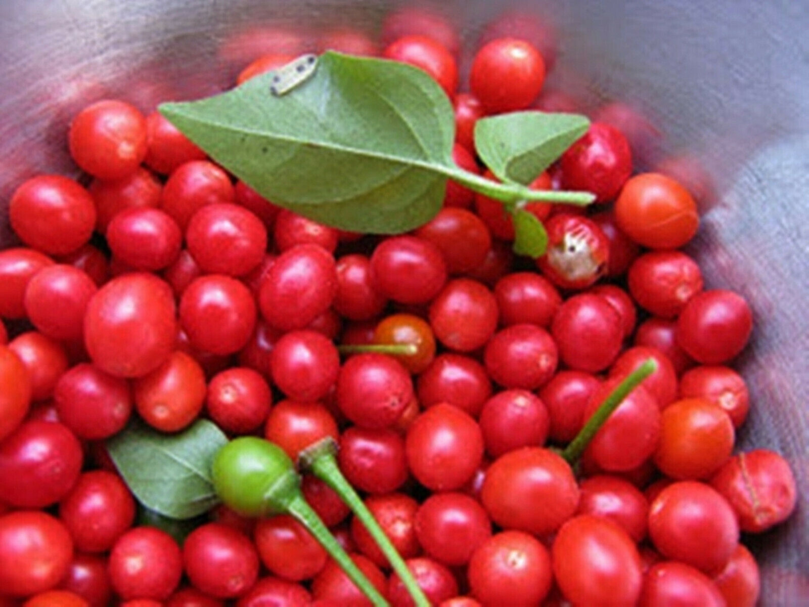 Chiltepin Bird’s Eye Wild Chili Heirloom Pepper 50 Premium Seeds – VERY HOT