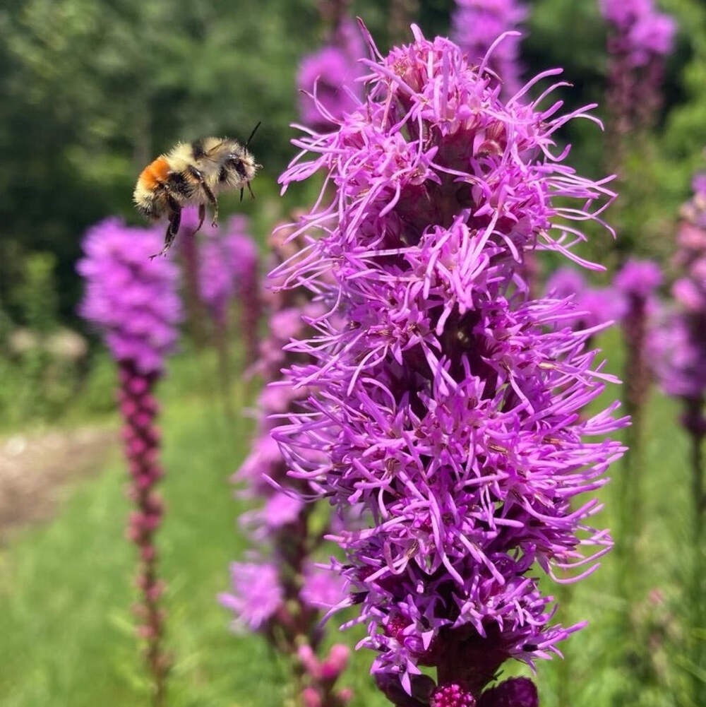 Pollinator Garden Boxed Seed Collection ~Native Wildflower Pollinator Attractors
