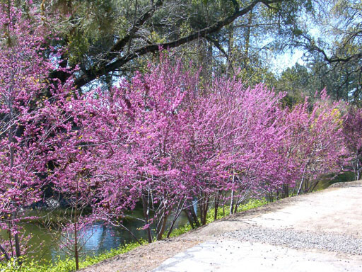 Cercis Occidentalis 25 Seeds, Western Redbud Cold Hardy Flowering Shrub Or Tree