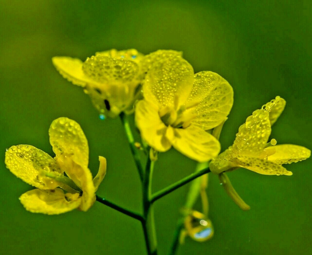 2000+ MUSTARD SEEDS SPRING MICROGREENS NON-GMO GARDEN PEST REPELLENT MEDICINAL