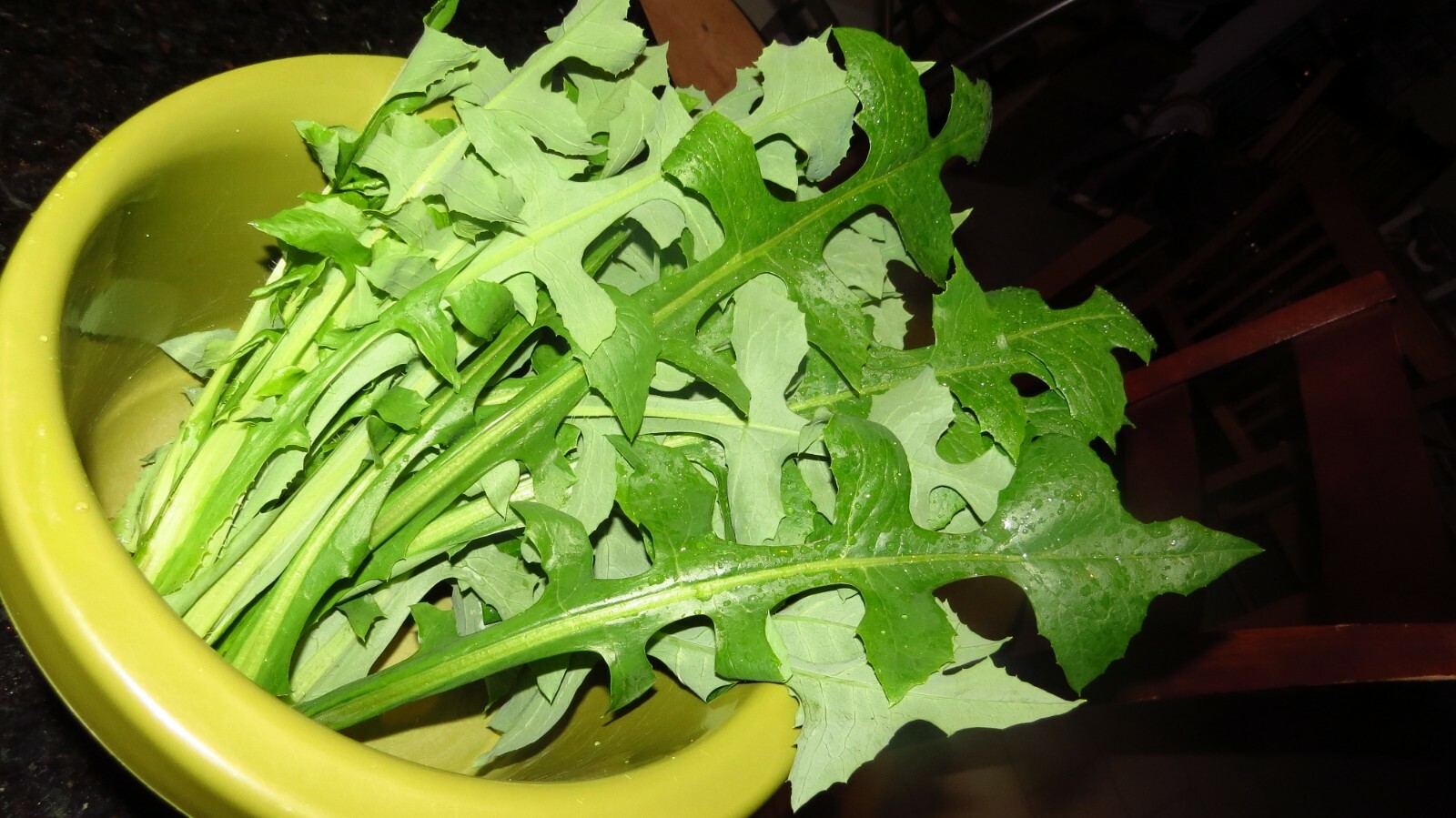 100 Wild/Opium Lettuce Seeds(LactucaVirosa)Medicinal Edible Plant.US grown seeds