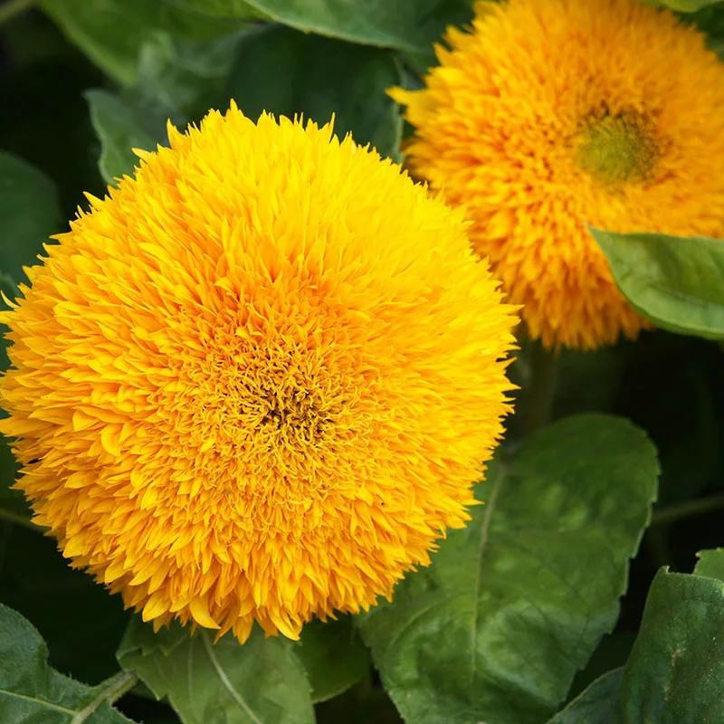 100+ DOUBLE DWARF SUNFLOWER SEEDS — DWARF TEDDY BEAR — SUNGOLD ——- FRESH