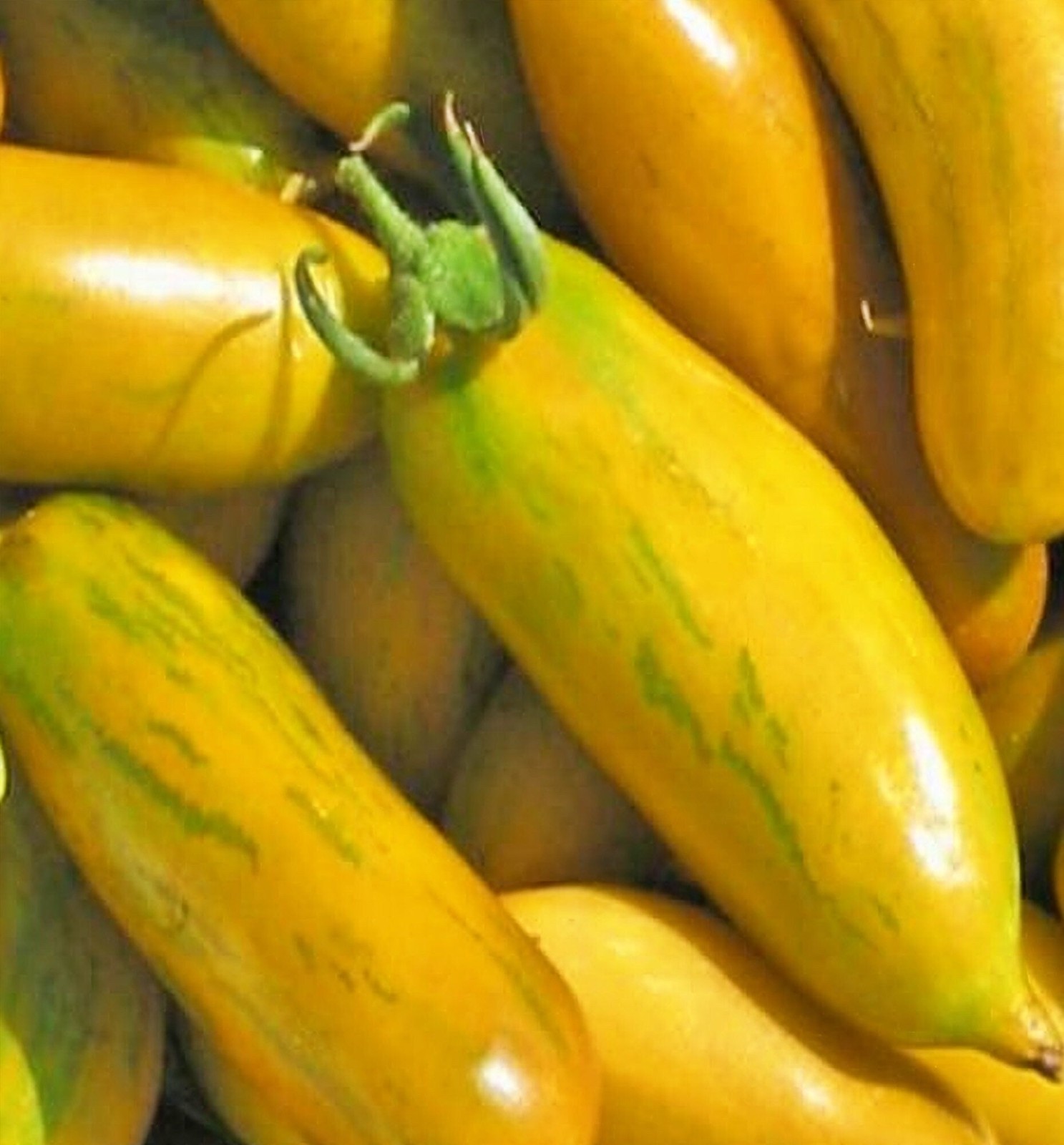 Green Sleeves, Tomato