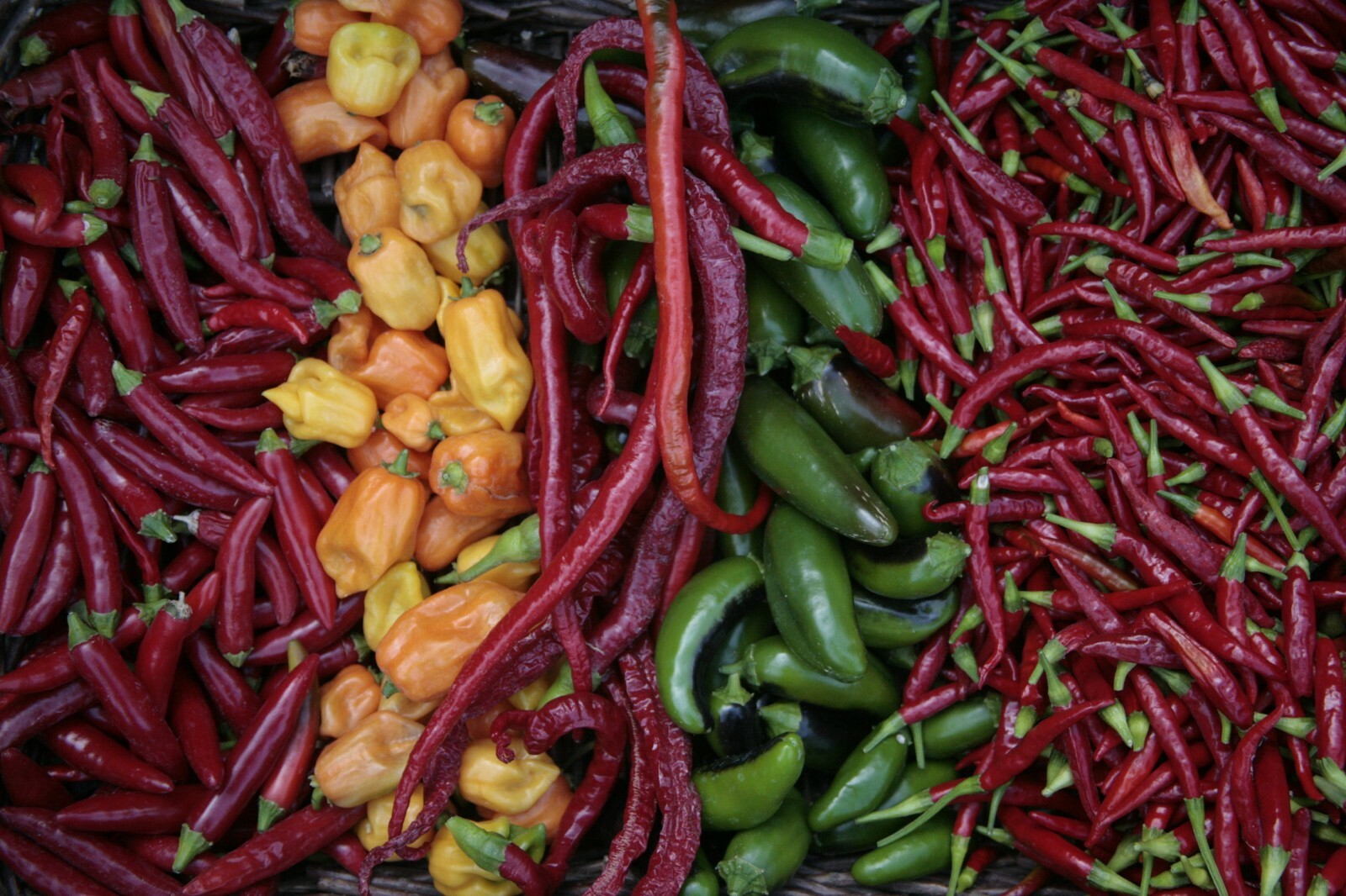 more #2 ASSORTED CHILI PEPPER SEEDS 25 varieties you choose hot mild all NON-GMO