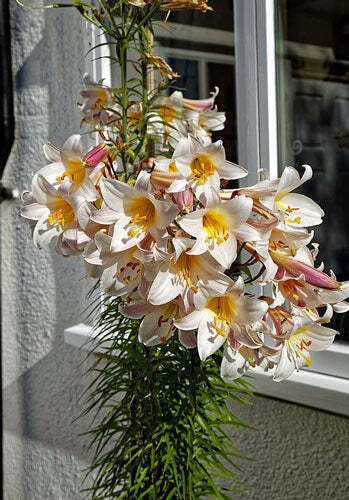 Lilium regale | Regal, Royal or King’s Lily | 10 Seeds