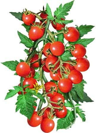Large Red Cherry Tomato Seeds For Planting (Solanum lycopersicum)