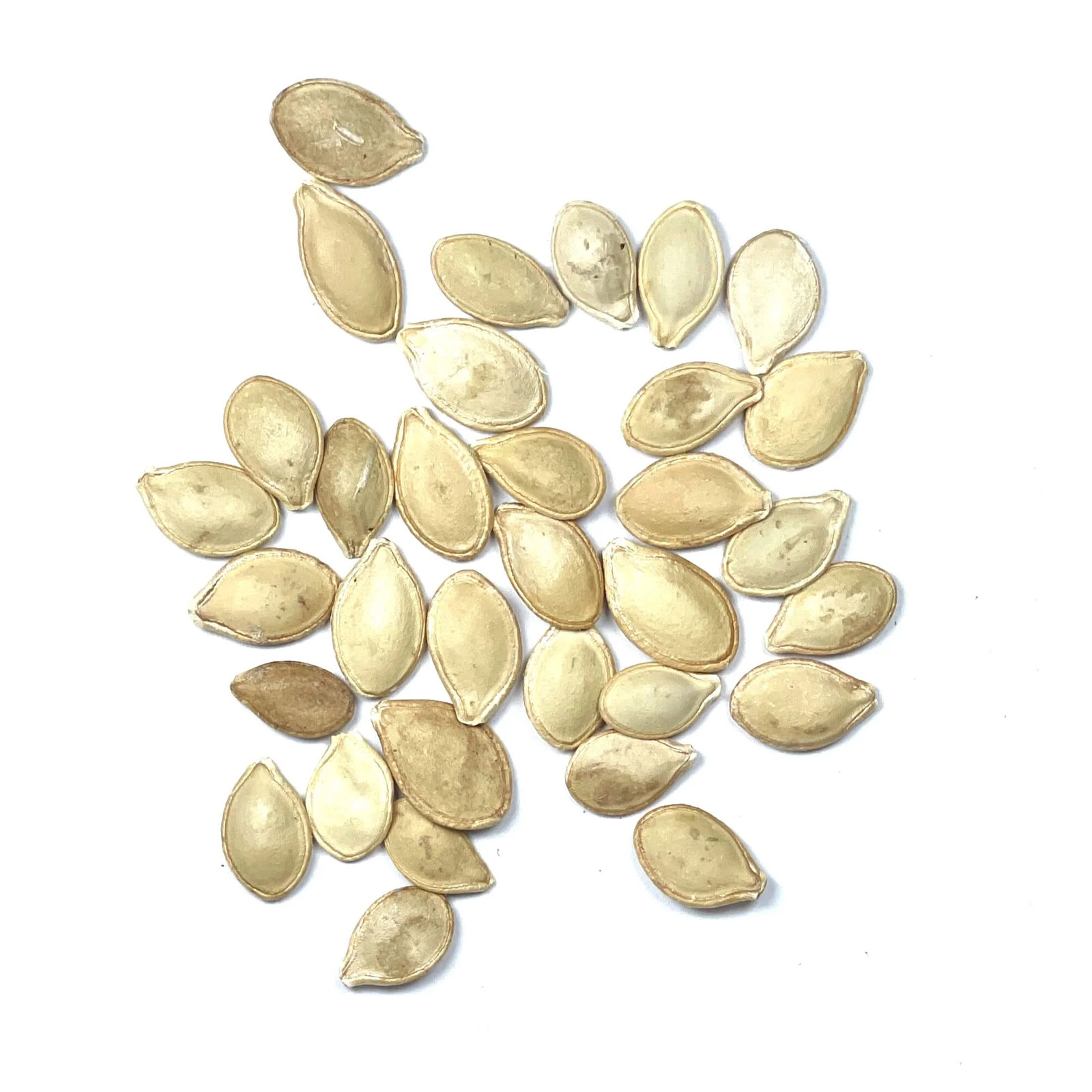 Early Prolific Straightneck Summer Squash Seeds For Planting (Cucurbita pepo)