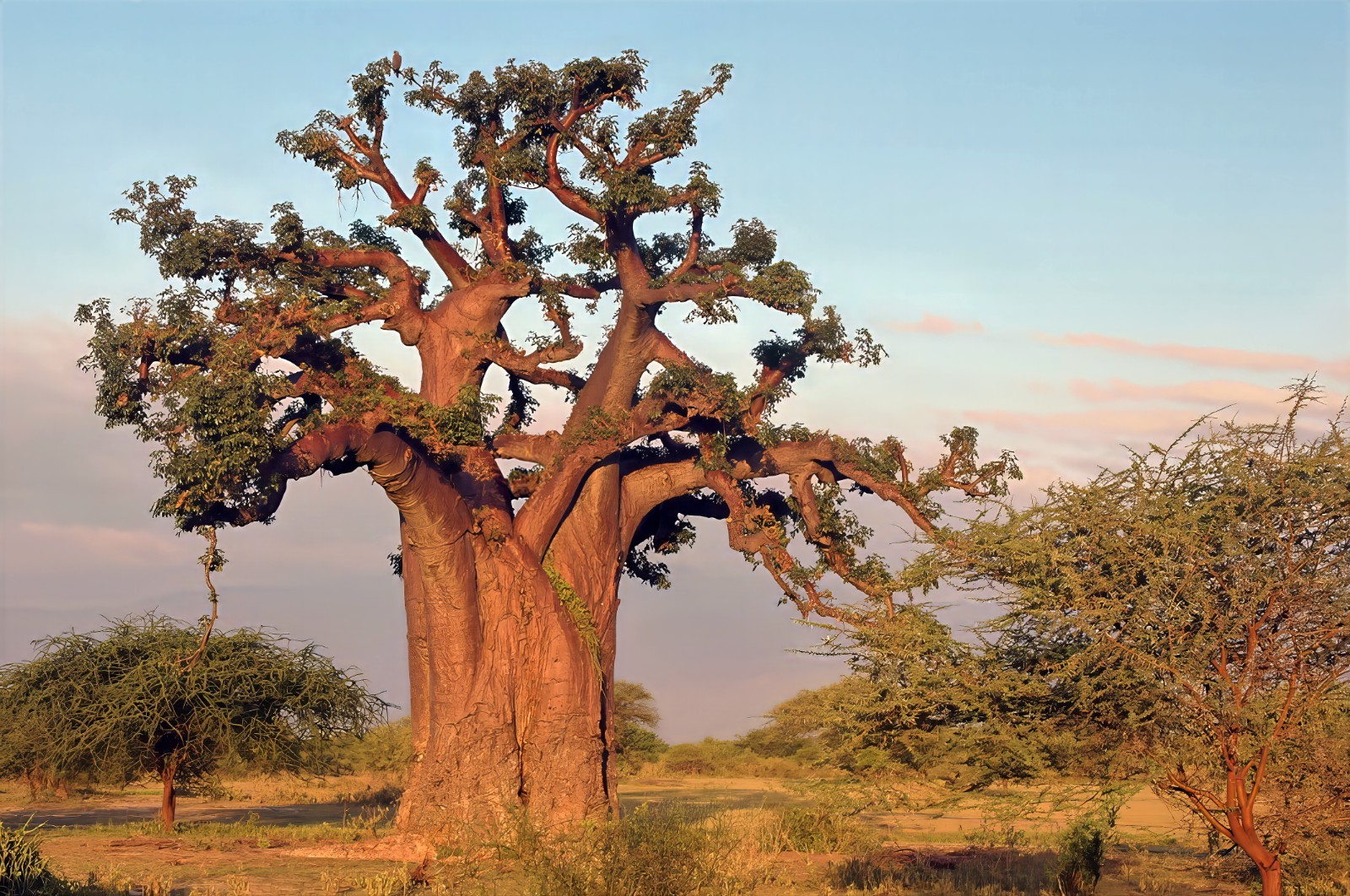 5 Baobab Seeds Adansonia digitata “Tree of Life” Rare Monkey Bread Bonsai Plant