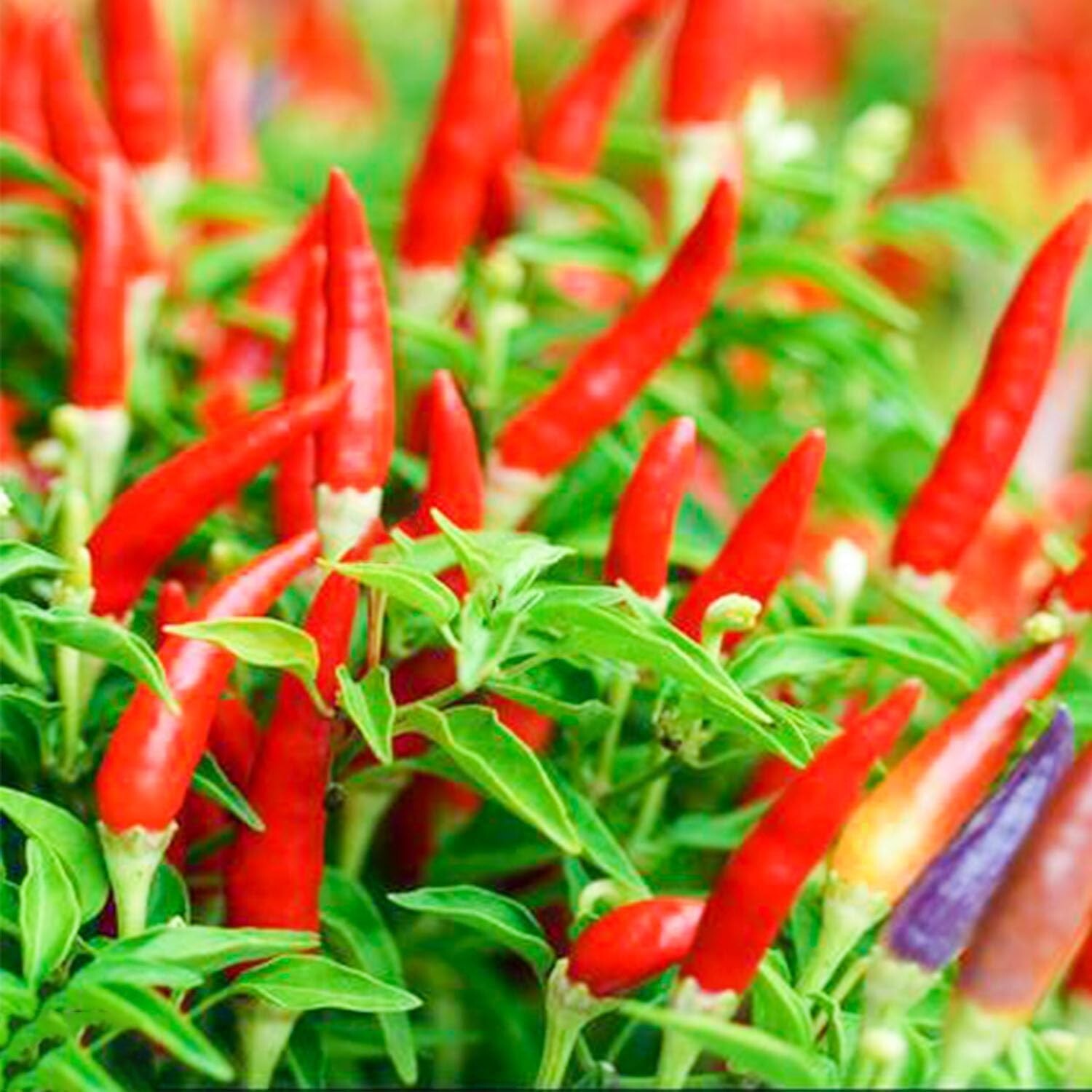 THAI HOT PEPPER Bird CHILI SEEDS 50+ VERY FRESH Non-GMO Capsicum frutescens FAST