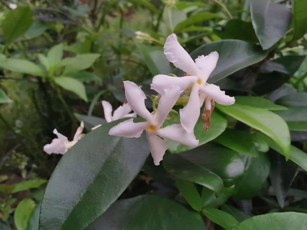 Rare 5G Scented Jasmine Flower Seed