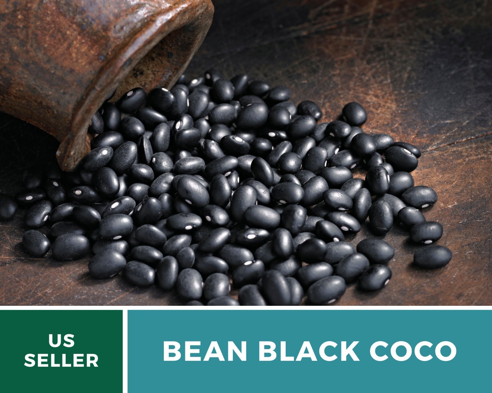 Bean, Black Coco – 30 Seeds, Bush, Heirloom Vegetable (Phaseolus vulgaris)