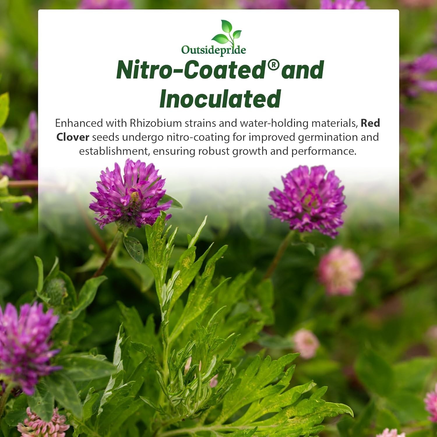 Red Clover Seeds 10 lbs – Hardy Zones 3-9, Full Sun, Clay Soil, Natural