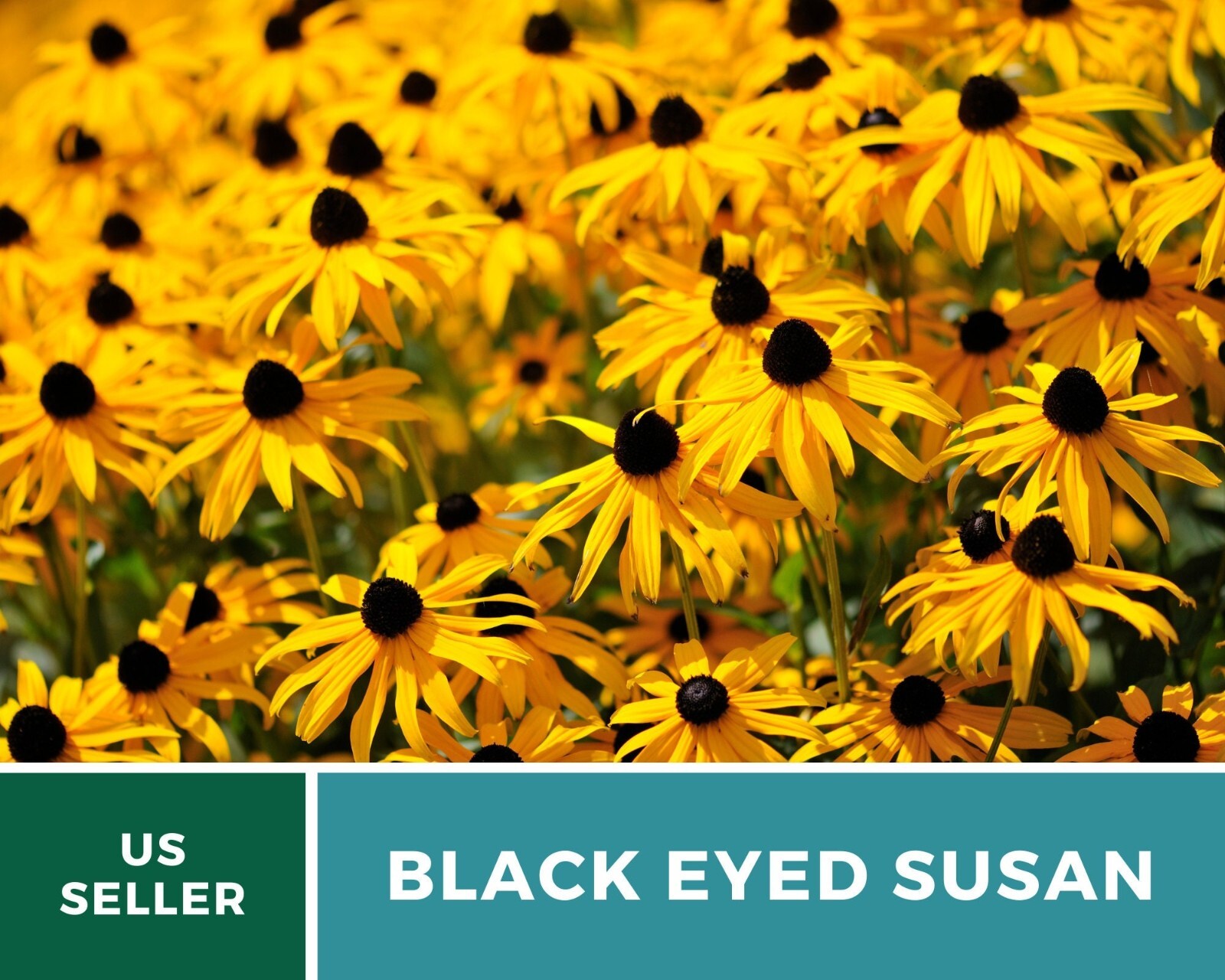 Black-Eyed Susan – Heirloom Seeds – US Native Wildflowers (Rudbeckia hirta)