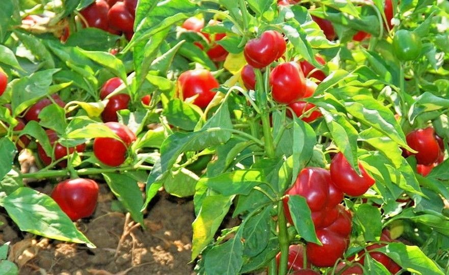 101+Hot Red CHERRY PEPPER Seeds Organic Vegetable Garden Patio Container Easy