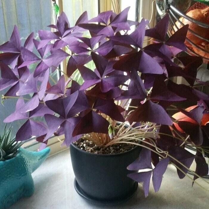 Oxalis Triangularis “MYKE” Wood Sorrel (Purple Shamrock)-Bulb/Not Plant