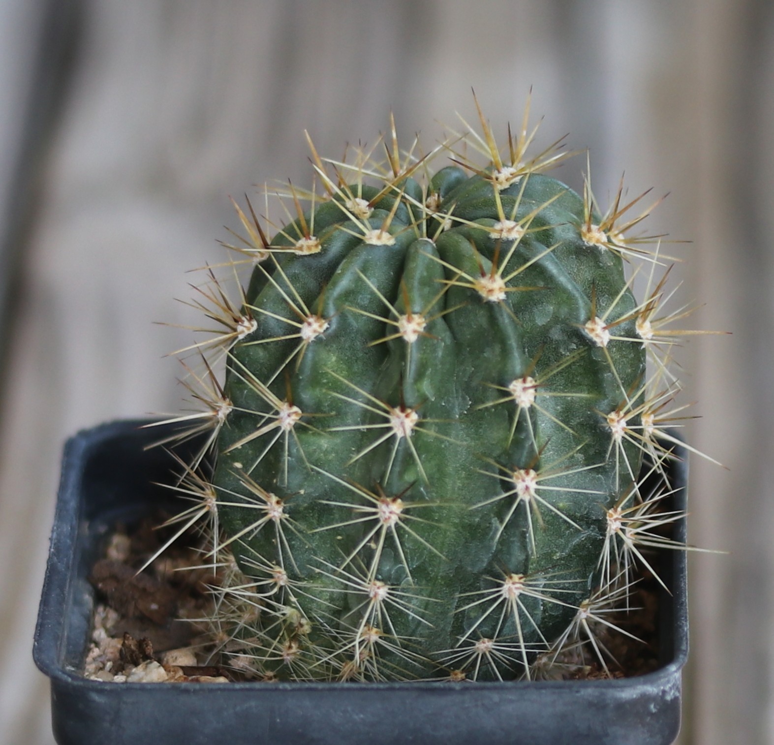 Echinopsis hybrid ‘Yes’
