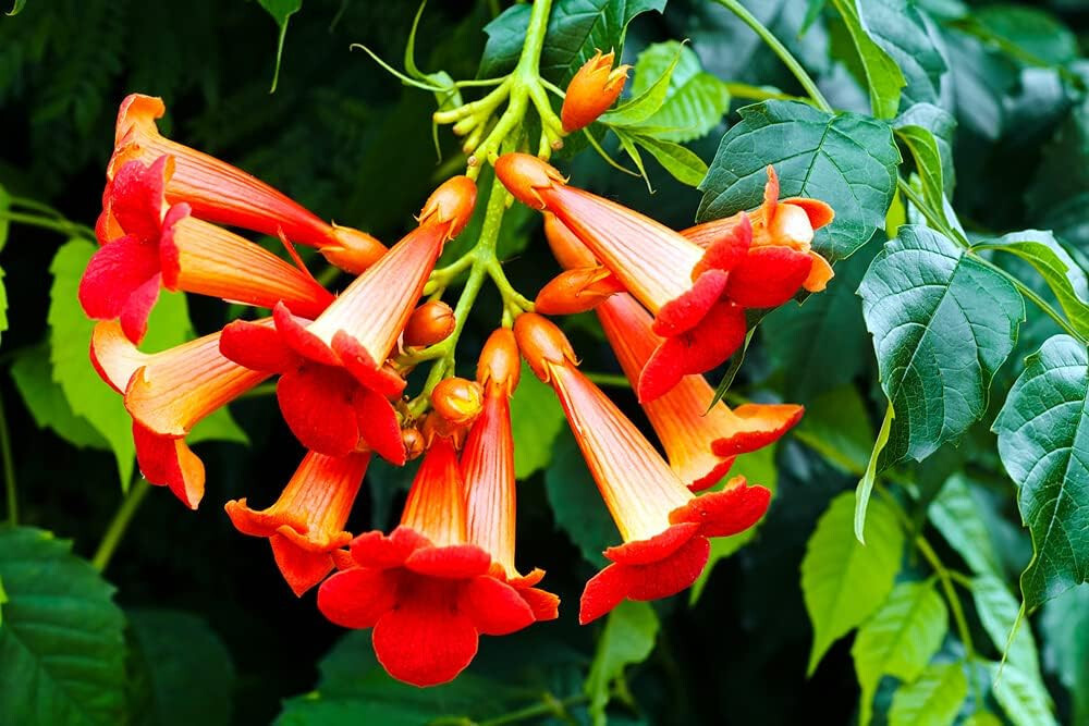 10+ Orange Trumpet Vine Seeds (Campsis radicans) Showy Crepper Flower Vine