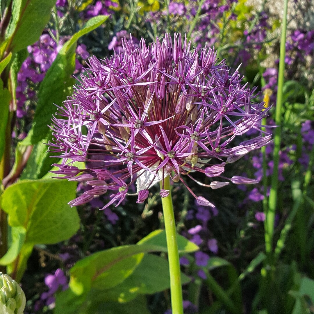 ALLIUM JESDIANUM Seeds *FREE Shipping!* Ornamental Onion Organic Vegetable Seeds