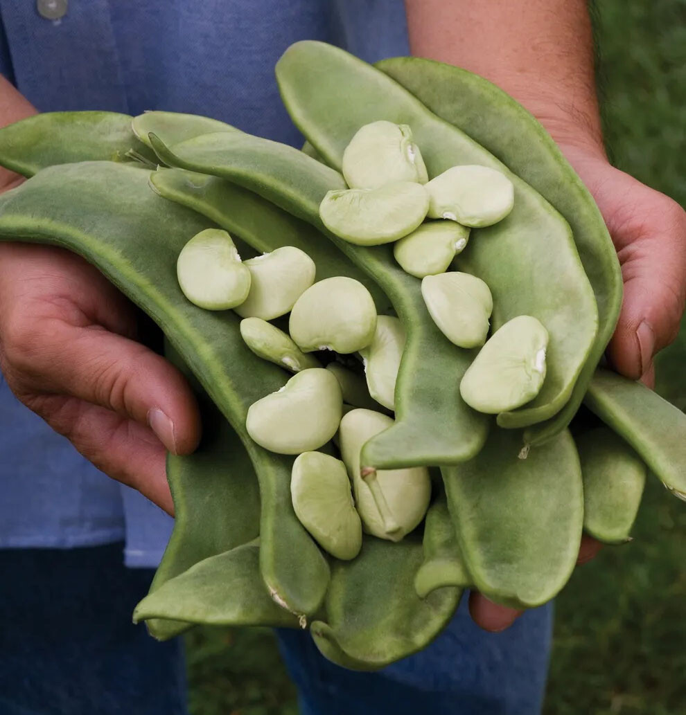 30 Lima Bean Seeds / Big Mama / POLE BEAN / ORGANIC / FLORIDA GROWN