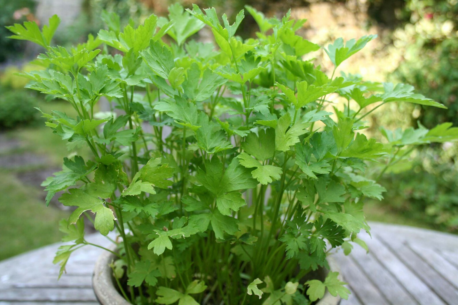 250+ PLAIN, SINGLE, FLAT LEAF PARSLEY SEEDS, NON-GMO, A Full Flavored Parsley