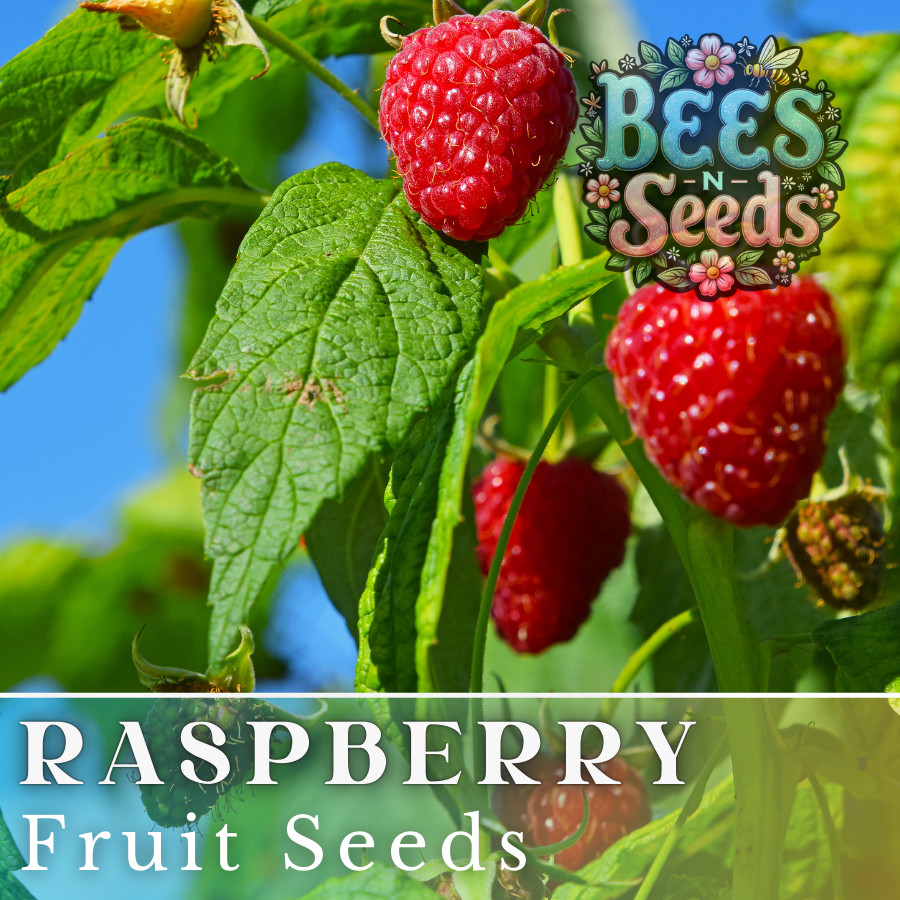 Zenith Raspberry Seeds 125, 300, 750 Seeds Fruit Seeds, Non GMO, Bulk Seeds