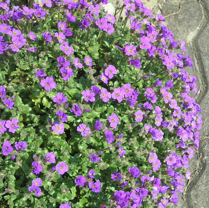 501+PURPLE ROCKCRESS Flower Seeds Drought Heat Cold Groundcover Container Easy