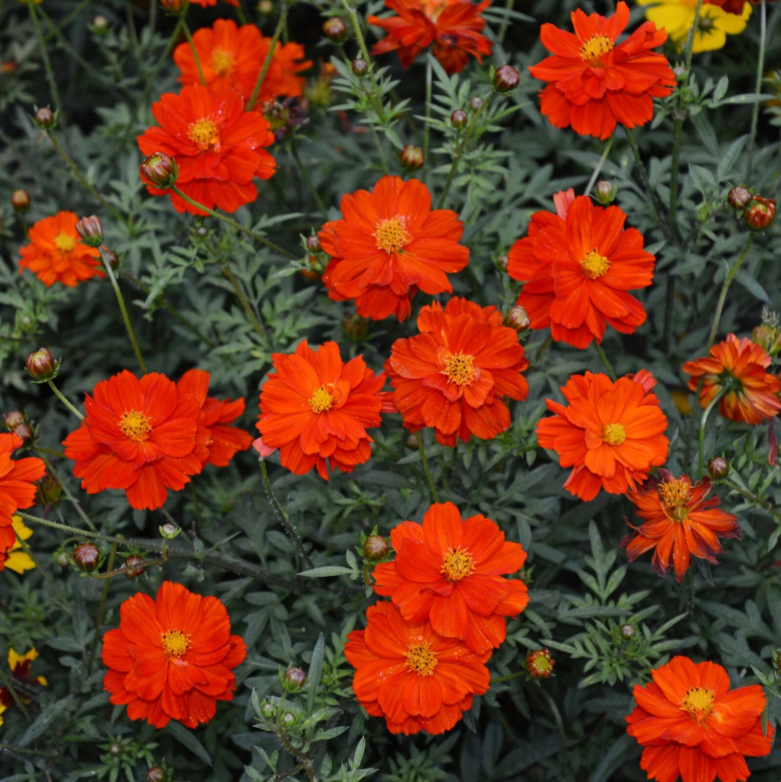 Cosmos DWARF RED 9-12” Tall Blooms all Season Butterflies Bees Non-GMO 100 Seeds