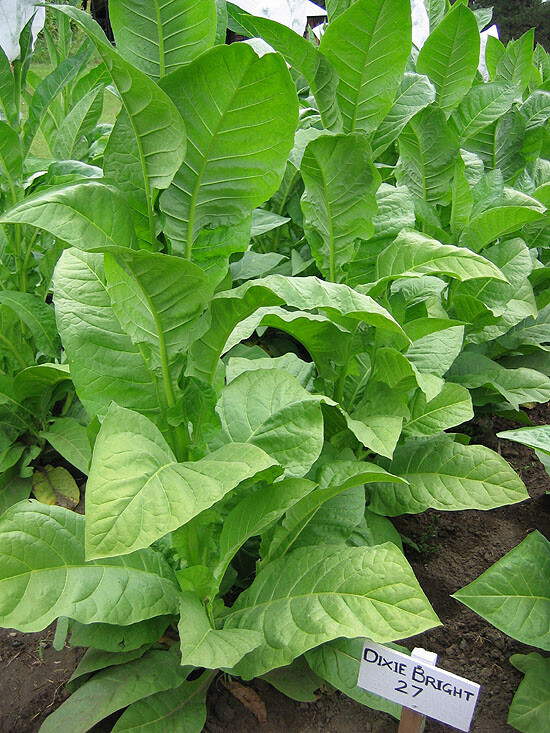 1000 Dixie Bright 27 Tobacco Seeds ~ Heirloom Nicotiana Tabacum ~ Fast grow