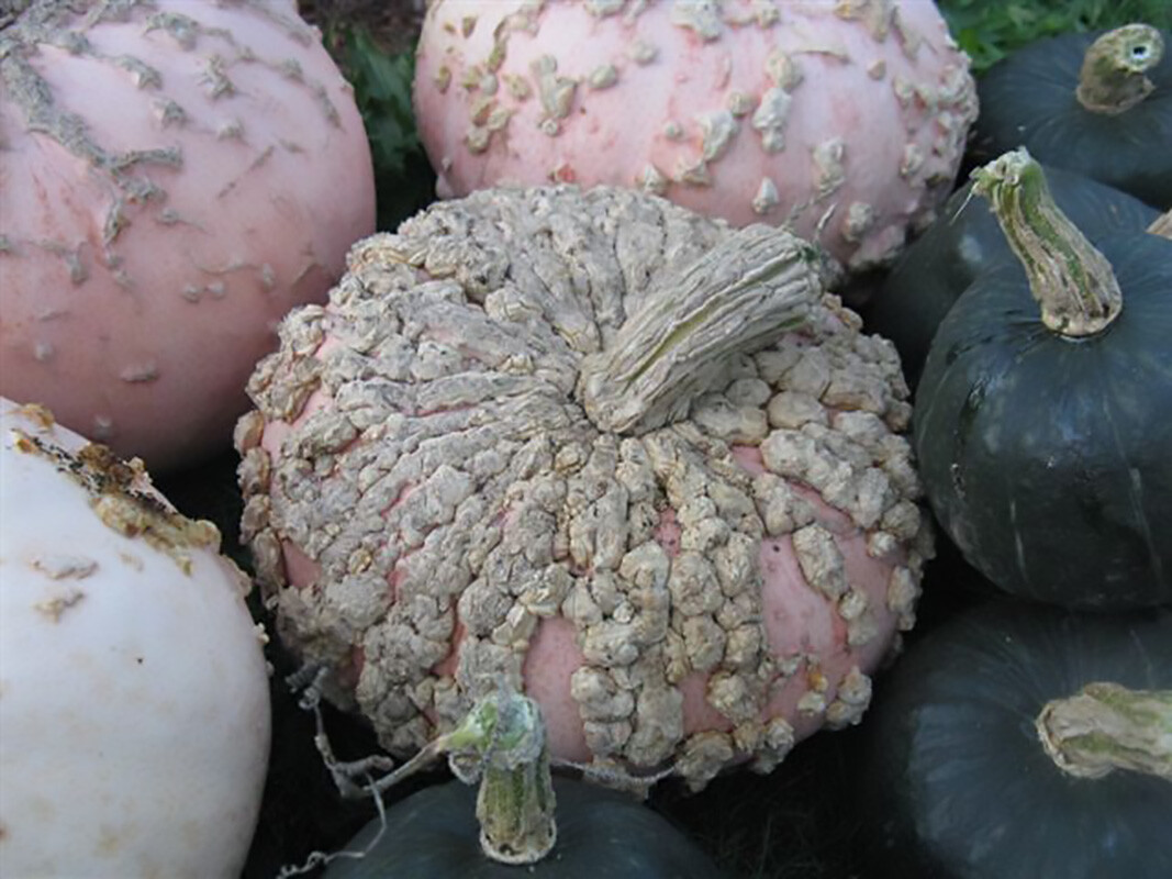 Peanut Pumpkin, D’ Eysines Squash, (Cucurbita maxima), Seeds