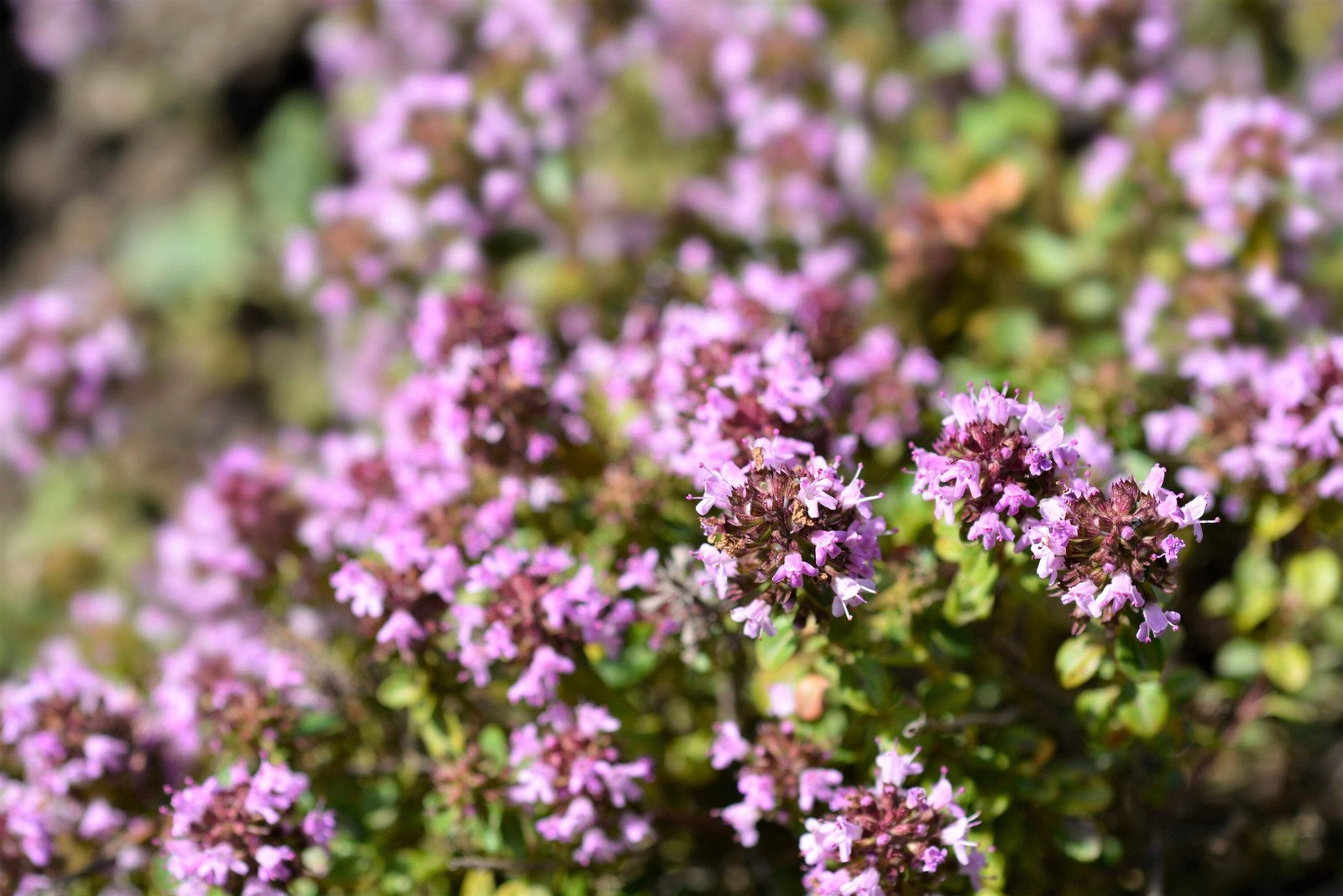 10,000 BULK LEMON THYME Thymus Pulegioides Herb Purple Flower Fragrant Evergreen