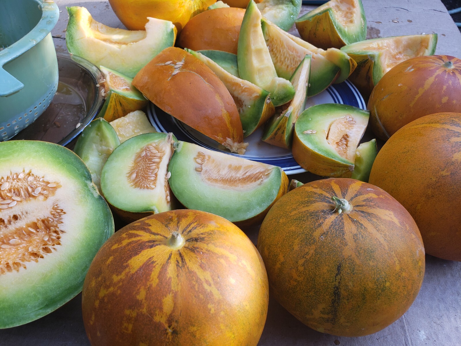 White Lion Green Orange Fleshed Melon Seeds! RARE Small Sweet Heirloom -Tracking