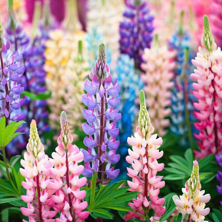Pixie Delight Lupine Seeds | 50 – 1,000 Seeds | Non-GMO | Free Shipping | 1253