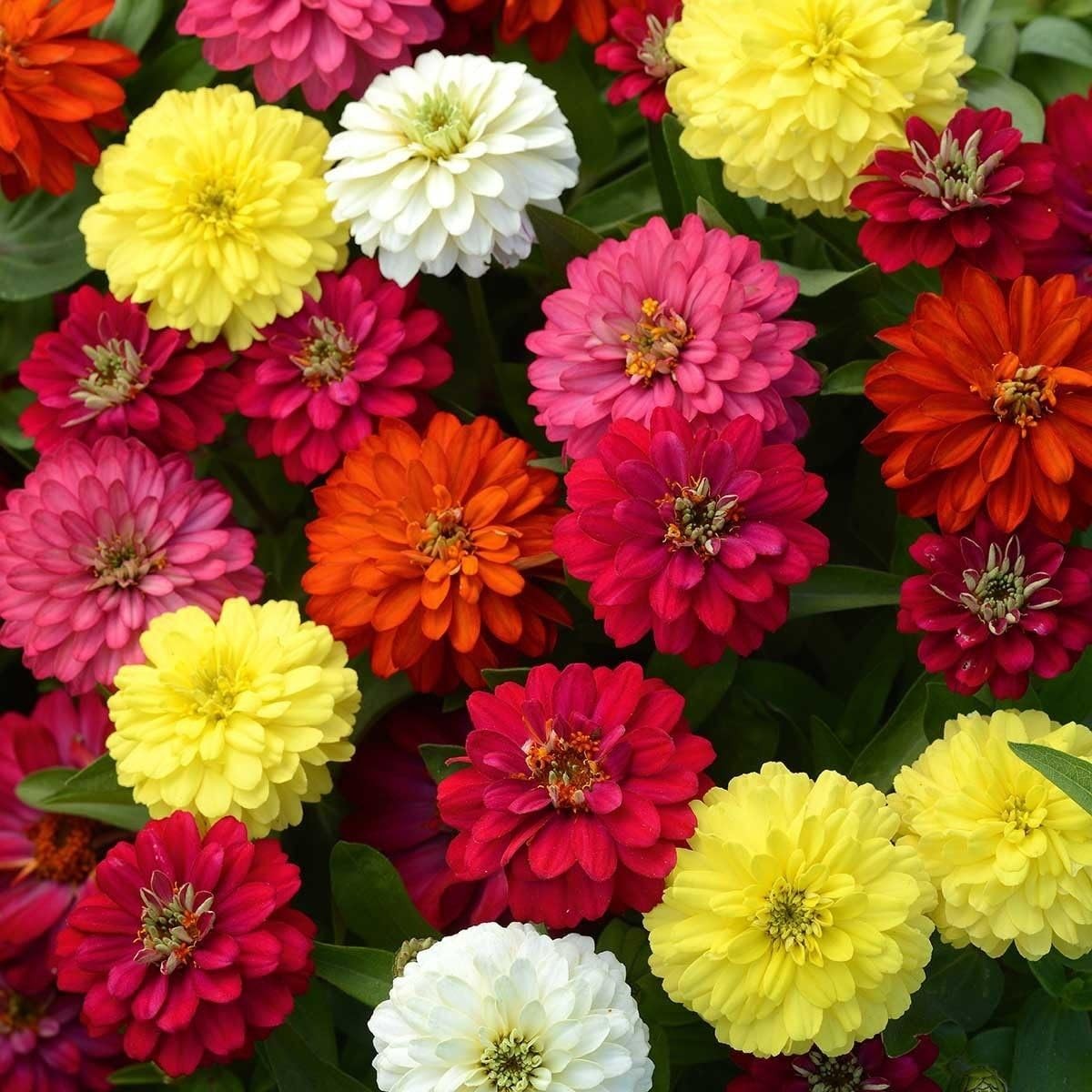 Pumila Zinnia Seeds – Bright Garden Flowers in Red, Pink, Yellow, Orange & White