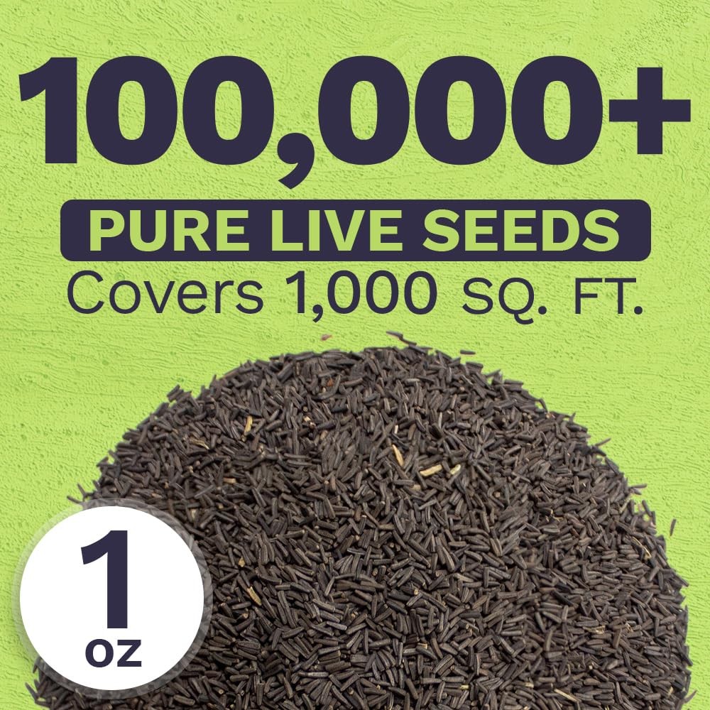 Black Eyed Susan Seeds – Extra Large Packet – Over 100,000 Open Pollinated No…