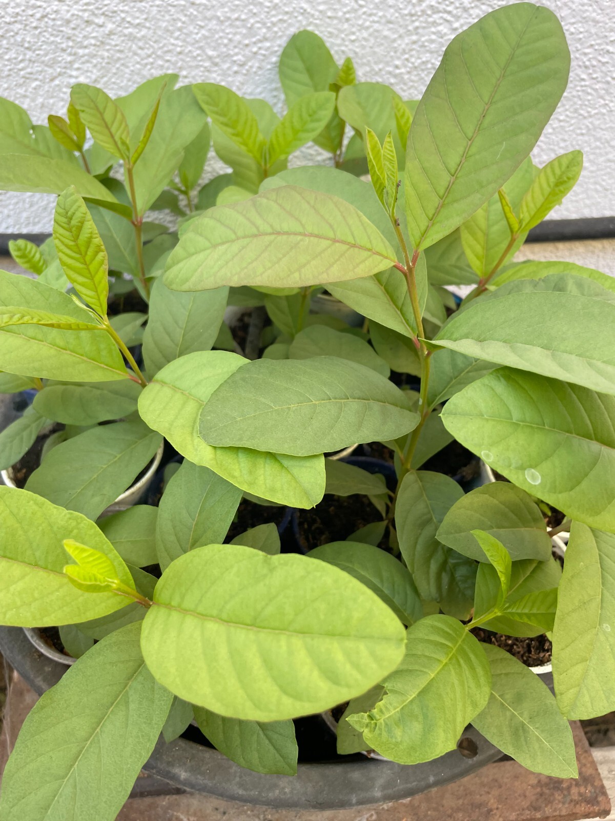1 Sweet Ruby Supreme Big Fruit Guava Starter Tree, Psidium guajava Tree App 50″