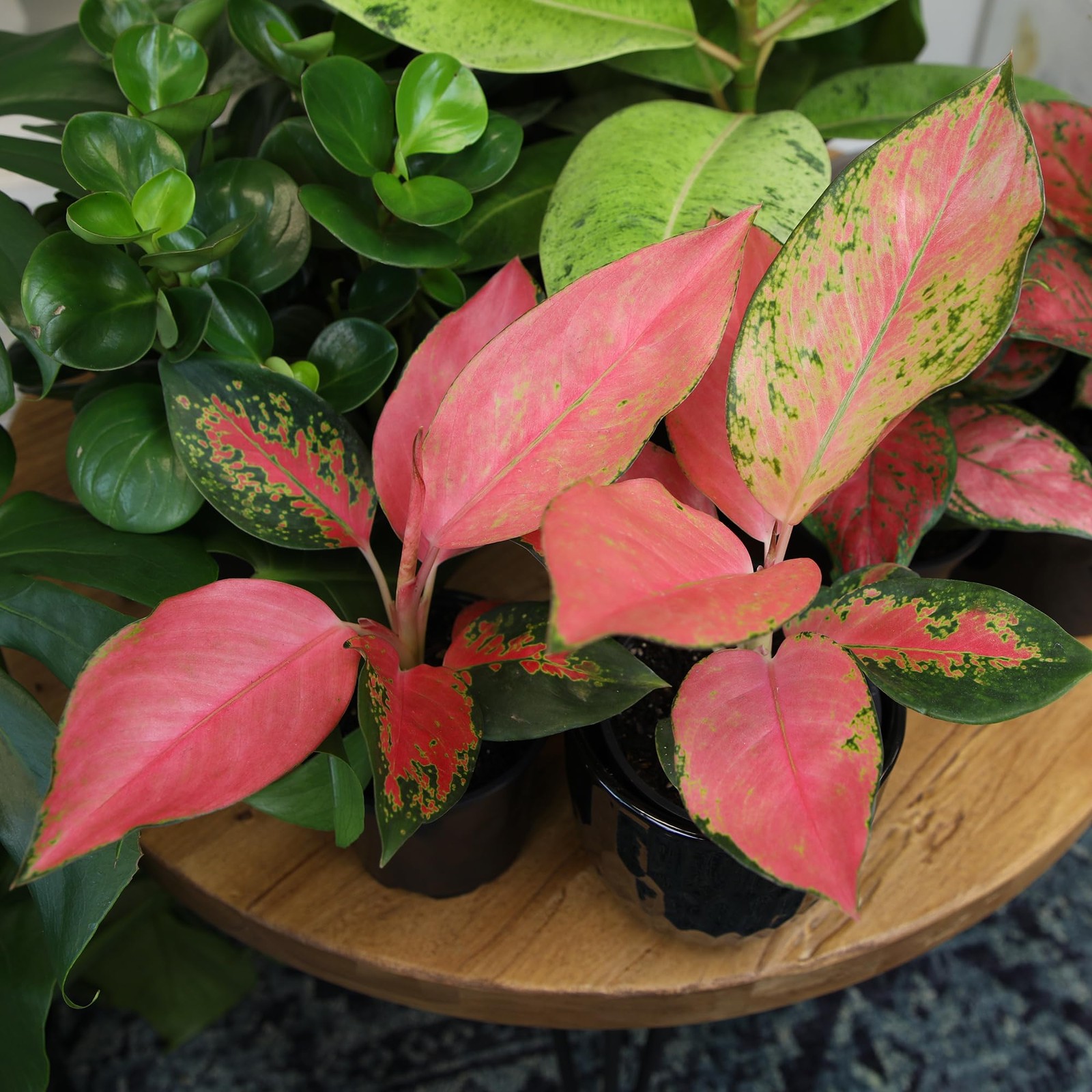 China Red Aglaonema Chinese Evergreen Live Plant, Exotic House Plants Live Tr…
